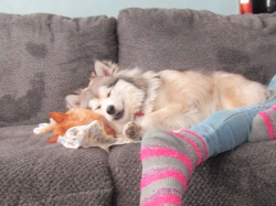 Filename=pets72102.jpg
Filesize=228KiB
Dimensions=1440x1080
Date added=Oct 31, 2025 pets72102.jpg