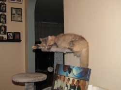 Filename=pets72103.jpg
Filesize=510KiB
Dimensions=2576x1932
Date added=Oct 31, 2025 pets72103.jpg