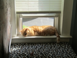 Filename=pets72104.jpg
Filesize=605KiB
Dimensions=2576x1932
Date added=Oct 31, 2025 pets72104.jpg