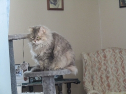 Filename=pets72106.jpg
Filesize=469KiB
Dimensions=2576x1932
Date added=Oct 31, 2025 pets72106.jpg