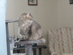pets72107.jpg