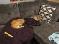 petsmay2101.jpg