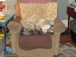 petsmay2104.jpg