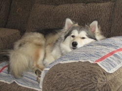 petsnewyear2.jpg