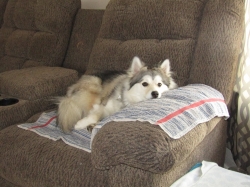 petsnewyear3.jpg