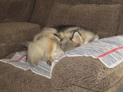 petsnewyear4.jpg