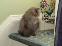 petsnewyear5.jpg