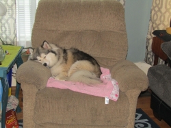tiredteddy.jpg
