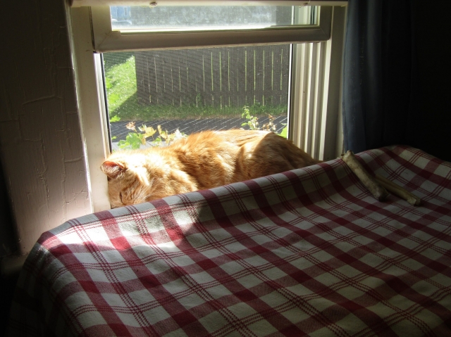 animals61201.jpg