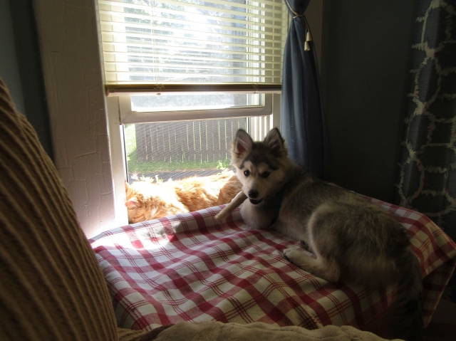 animals61202.jpg