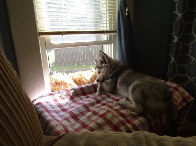 animals61203.jpg