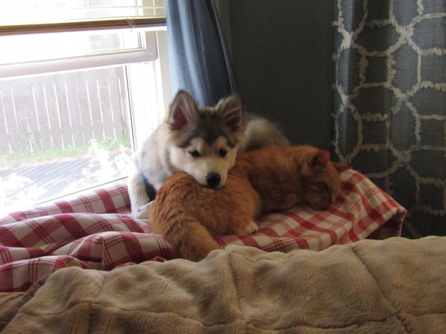 animals61206.jpg