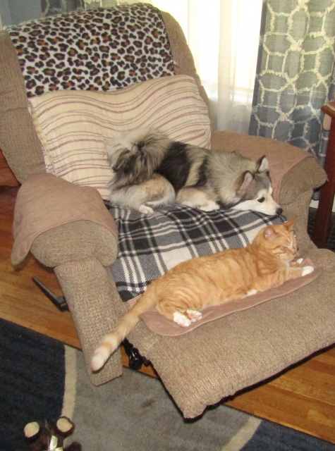 dogsit7.jpg