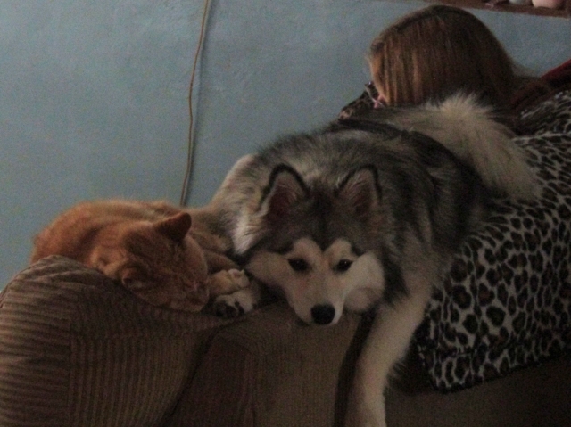 halpets02.jpg