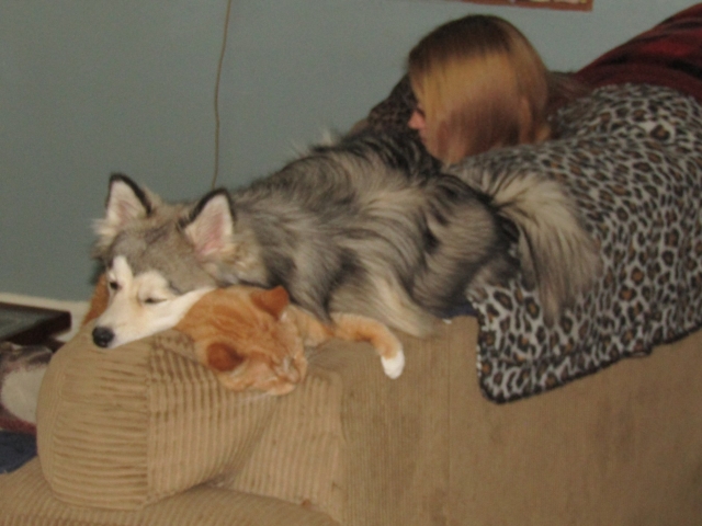 halpets03.jpg