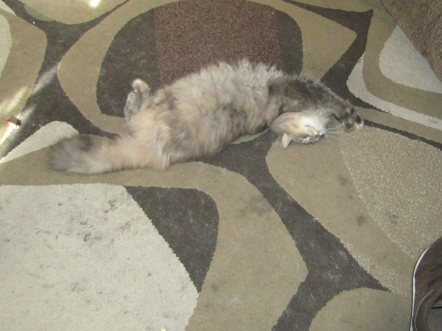 halpets06.jpg