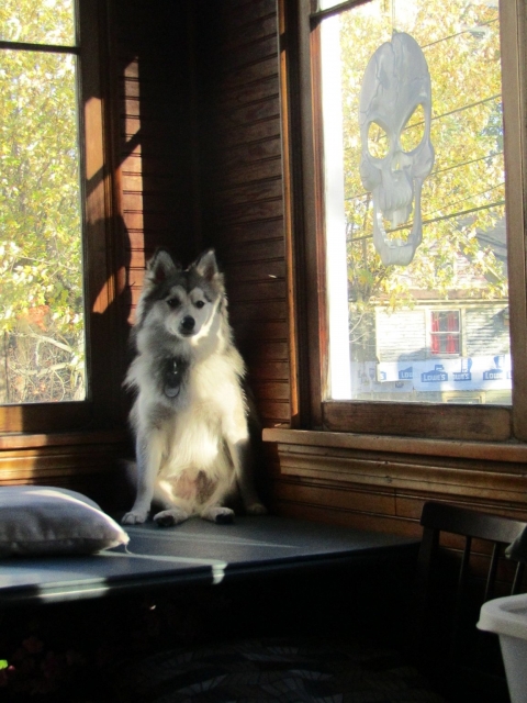 halpets08.jpg