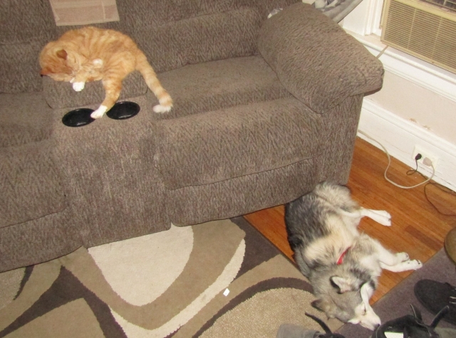 lazy3.jpg