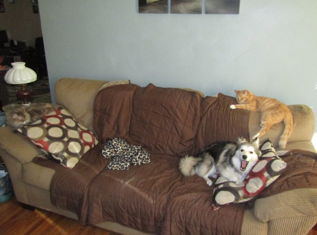 lazy4.jpg