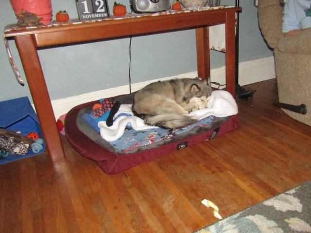pets111302.jpg
