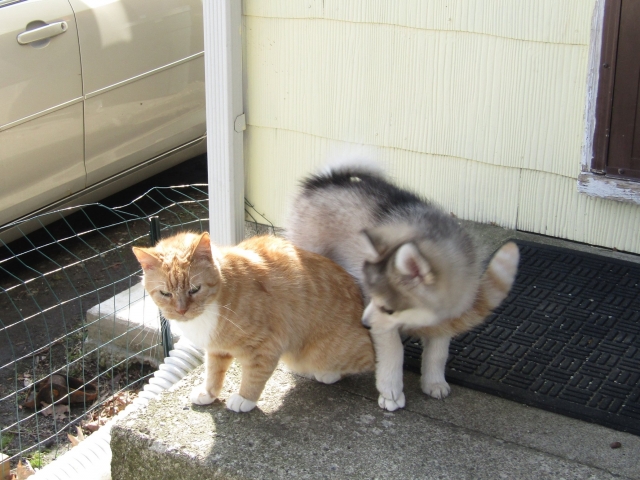 pets41901.jpg