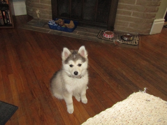 pets41904.jpg