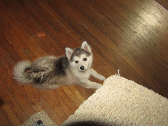 pets41905.jpg