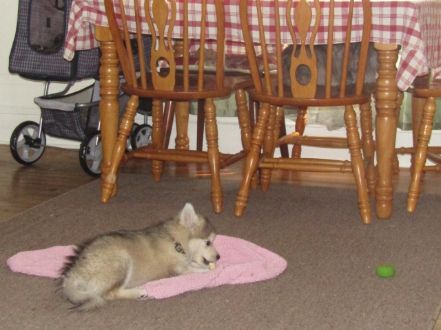 pets41907.jpg