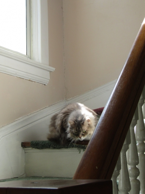 pets52401.jpg