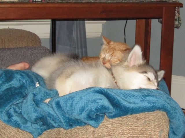 pets52403.jpg