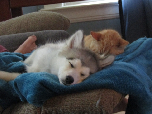 pets52404.jpg