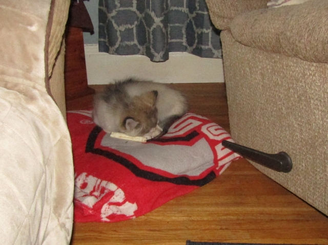 pets52405.jpg