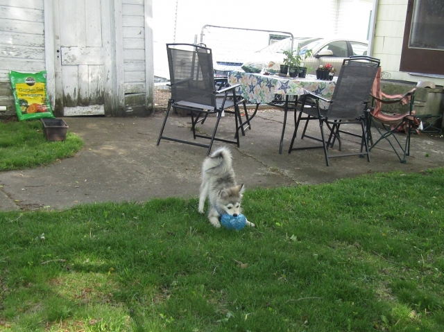 pets52408.jpg