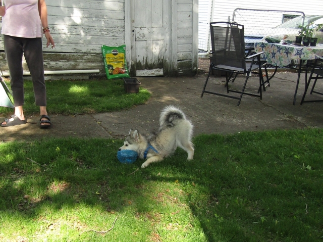 pets52409.jpg