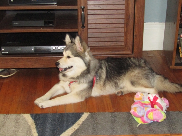 pets701.jpg