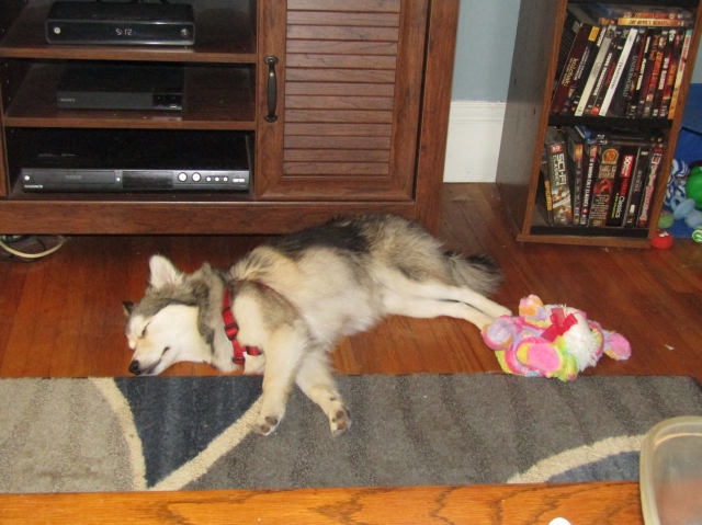pets706.jpg