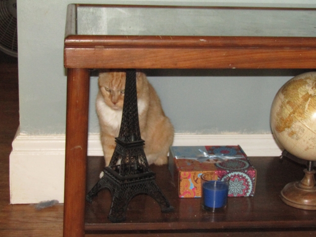 pets708.jpg