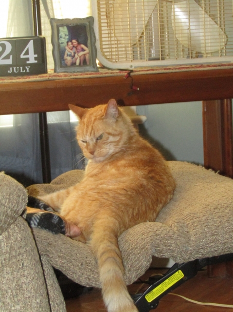 pets709.jpg