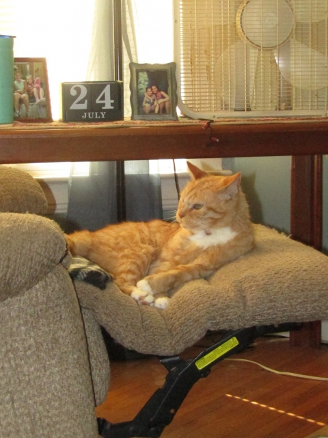 pets710.jpg