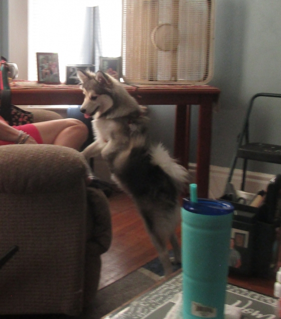 pets712.jpg