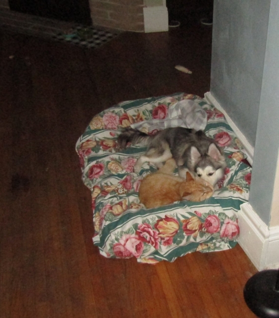 petsjune01.jpg