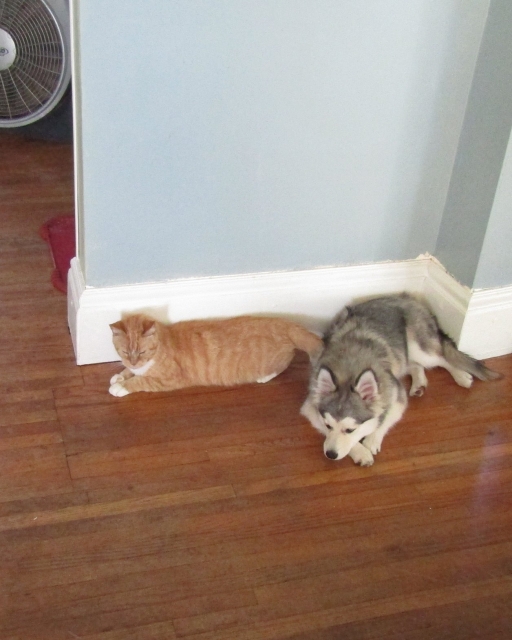 petsjune03.jpg
