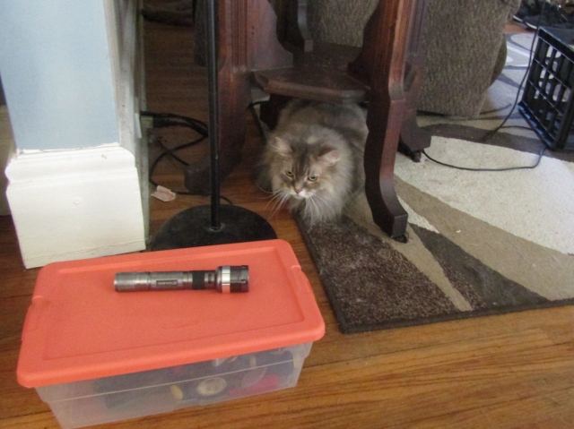 petsjune09.jpg