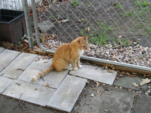 petsjune14.jpg