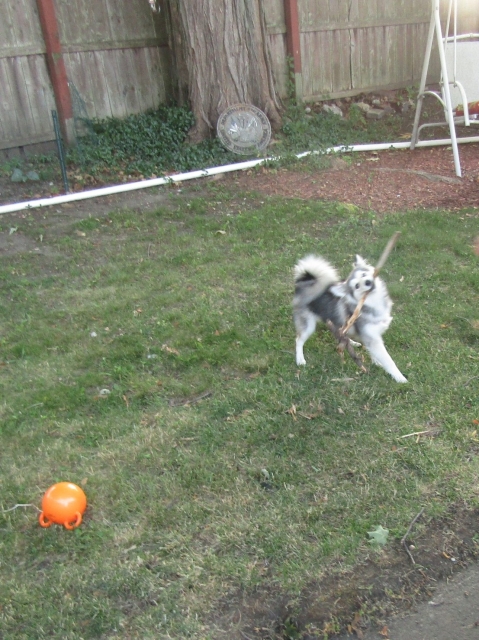 petsjune15.jpg