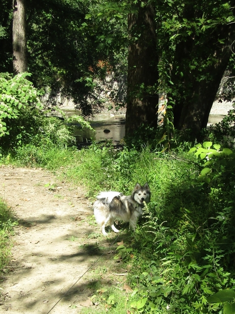 septpets01.jpg