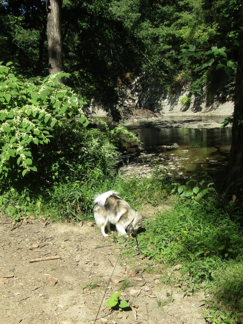 septpets02.jpg