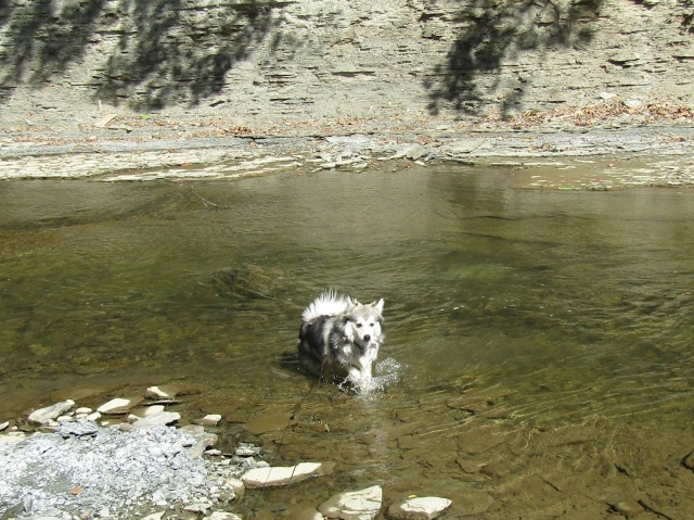 septpets06.jpg