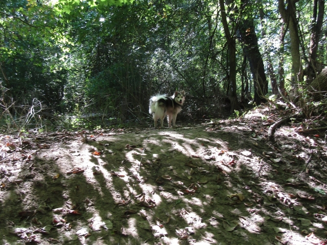 septpets09.jpg