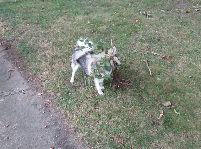 stump1.jpg